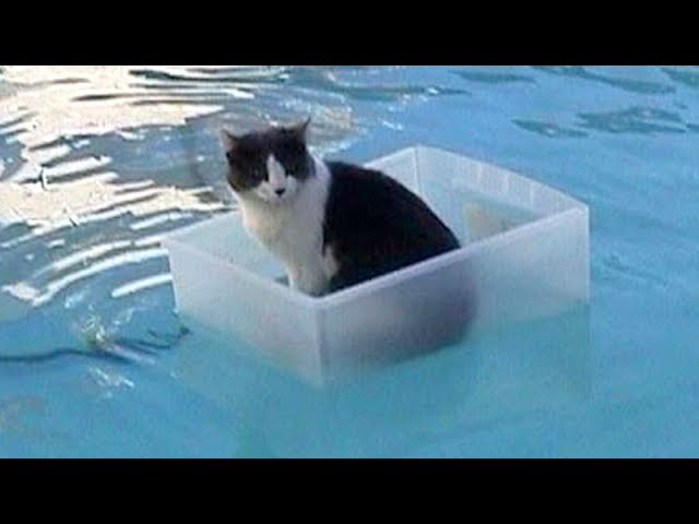 CATS will make you LAUGH YOUR HEAD OFF – Funny CAT compilation
