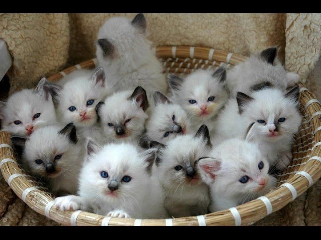 Ragdoll Cat & Kittens | Too Cute and Charming Breed!