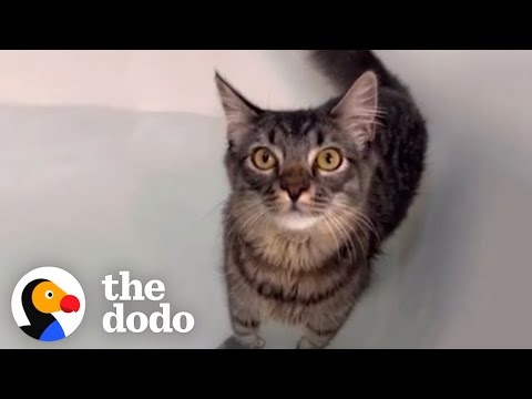 Woman Throws A “Rave Bath” For Her Cat Who Loves Bath Time | The Dodo