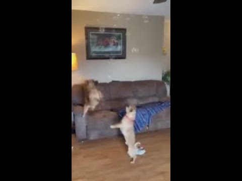 Two Funny Dogs Try to Catch Water Bubbles | TIKTOK VIDEO | TRY NOT TO LAUGH VIDEO 😍😍😍 #shorts