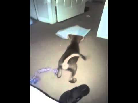 Rocky puppy barking at his own shadow. Part 4