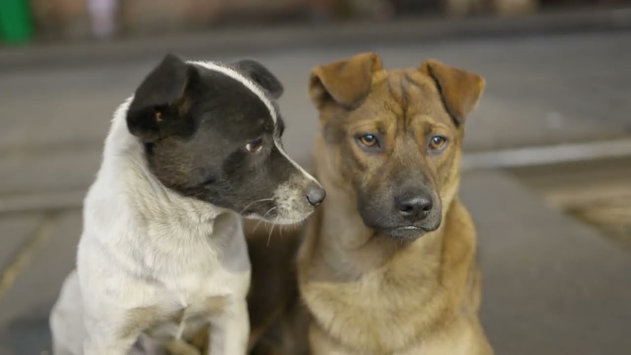 Two cute dog face expressions