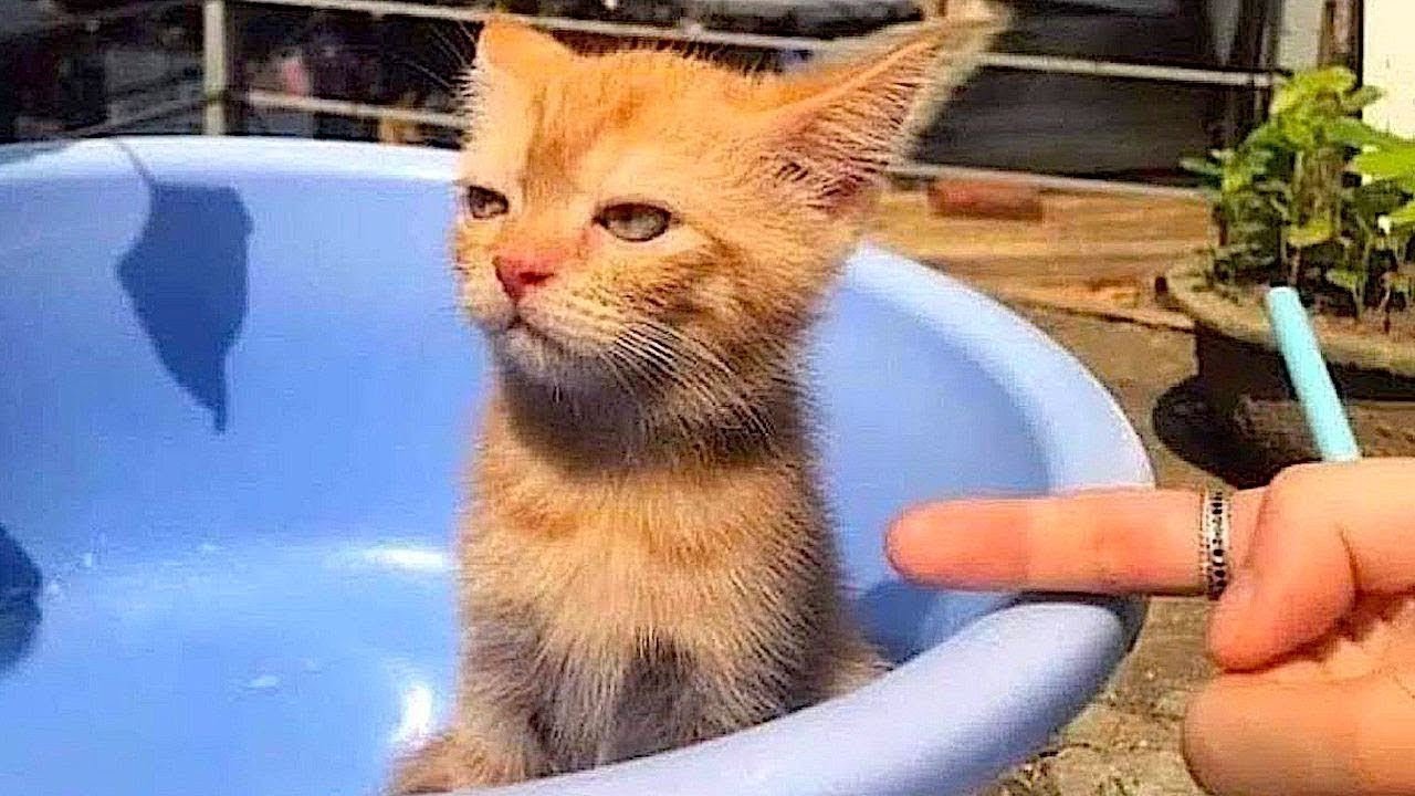 11 minutes of adorable 🥰cats and kittens videos to keep you smiling 😍😅