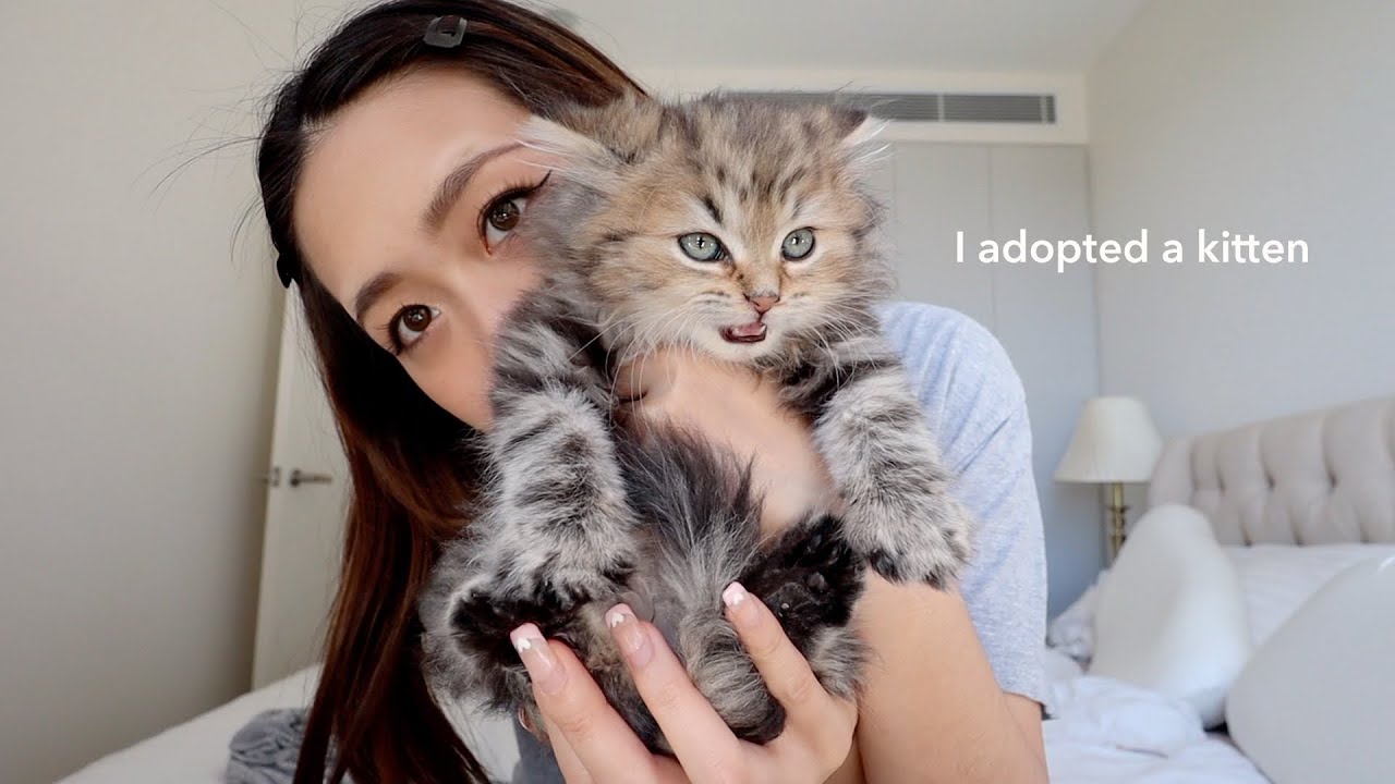 I adopted a kitten 🐱 first 24hrs at home