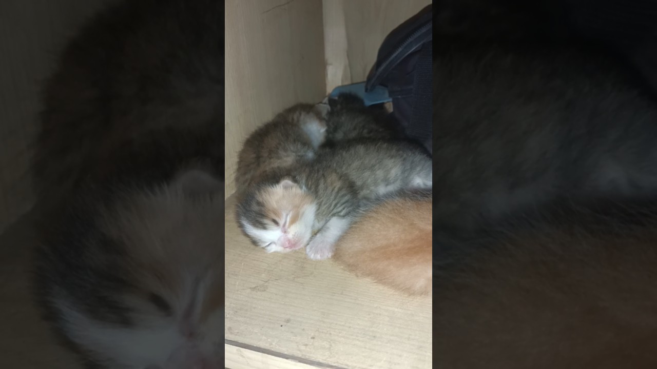 Kittens sleeping 😍#cutebaby #catlover 🥰❤️#trending