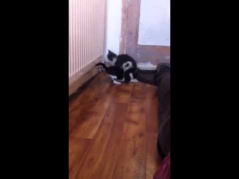 Kittens chasing Tails