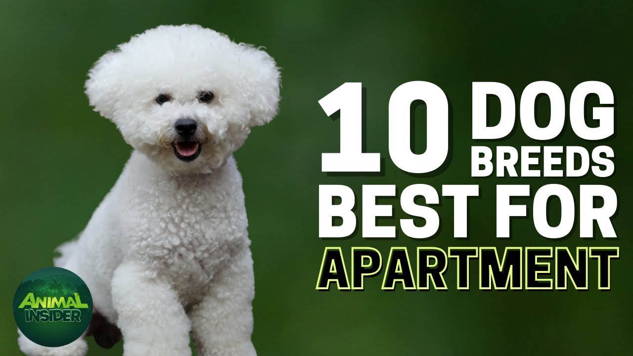 10 Best Apartment Dog Breeds for Small Spaces