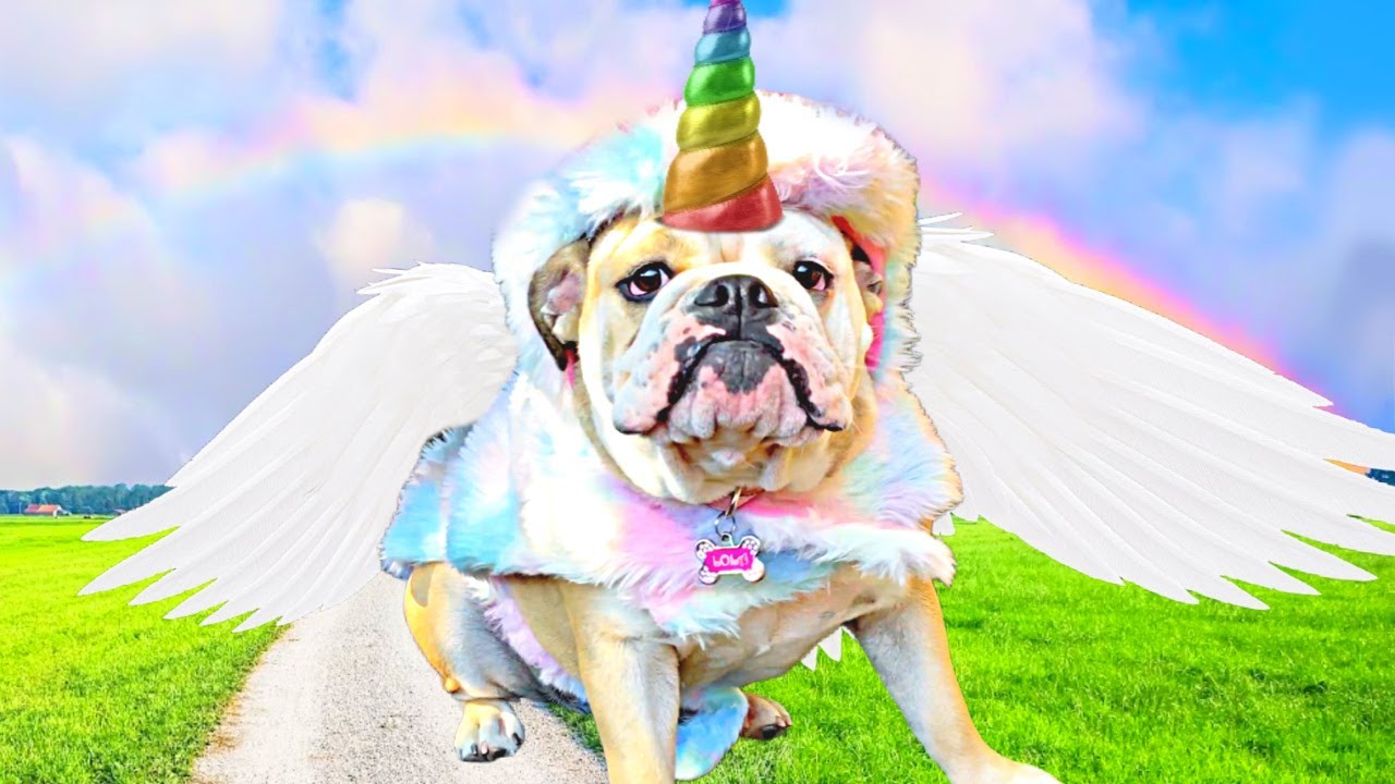 FUNNY DOG DRESSED as UNICORN! CUTE Dog Reacts to HALLOWEEN Costumes For Dogs!