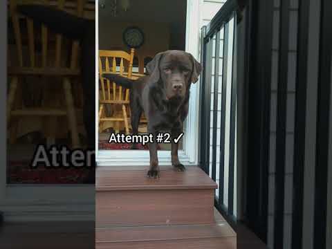 DOG CATCHING TREATS!