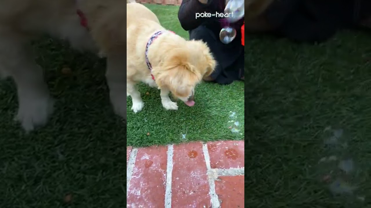 Adorable Puppy Playfully Bursts Bubbles | Shorts