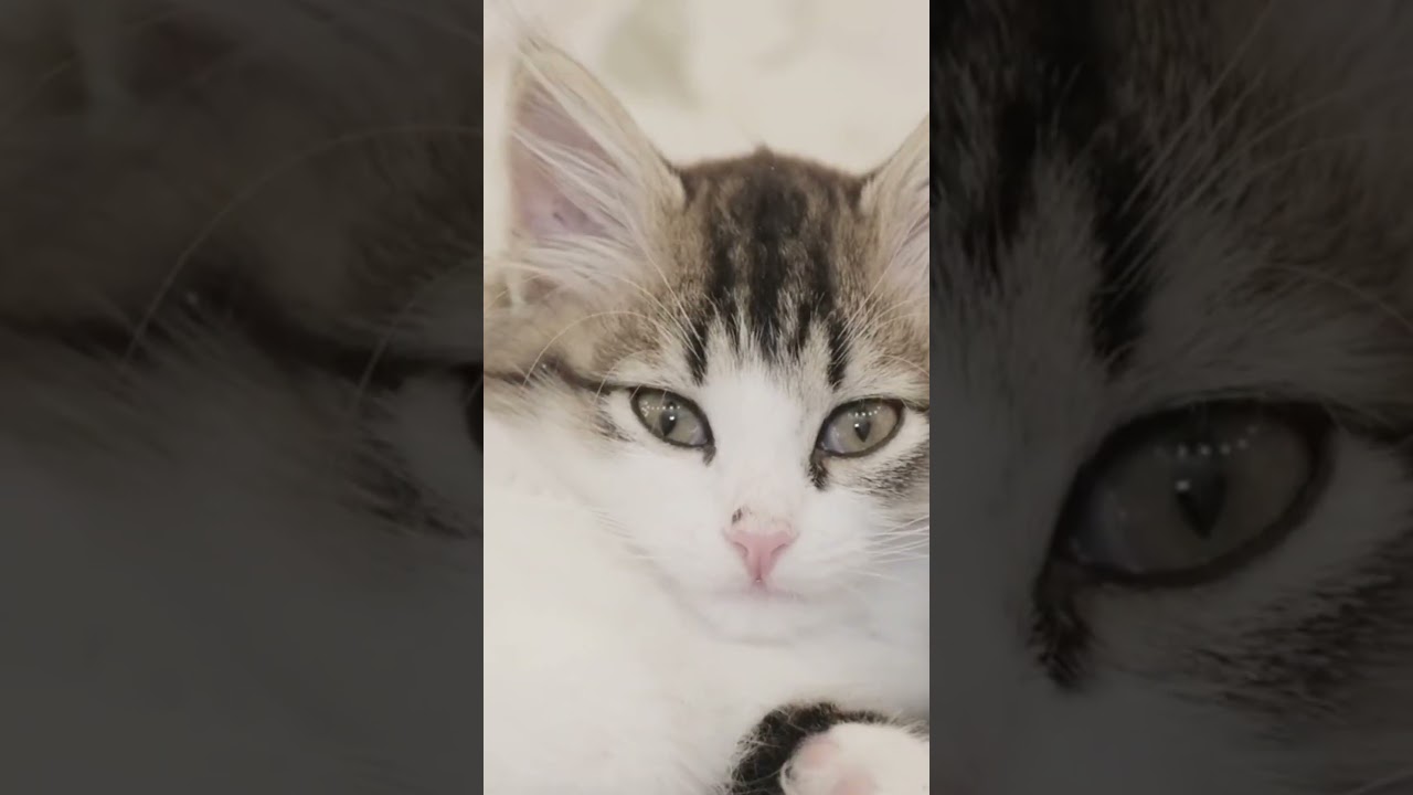 The Cutest Kittens Meowing for Attention! #cat #kitten #pets #catlover