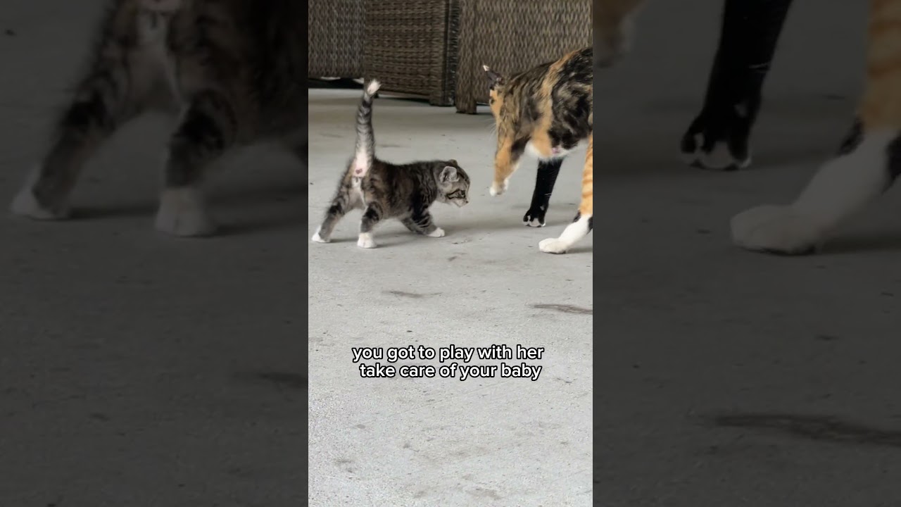 🐈 FIRST time playing outside! #shorts #kitten #cats