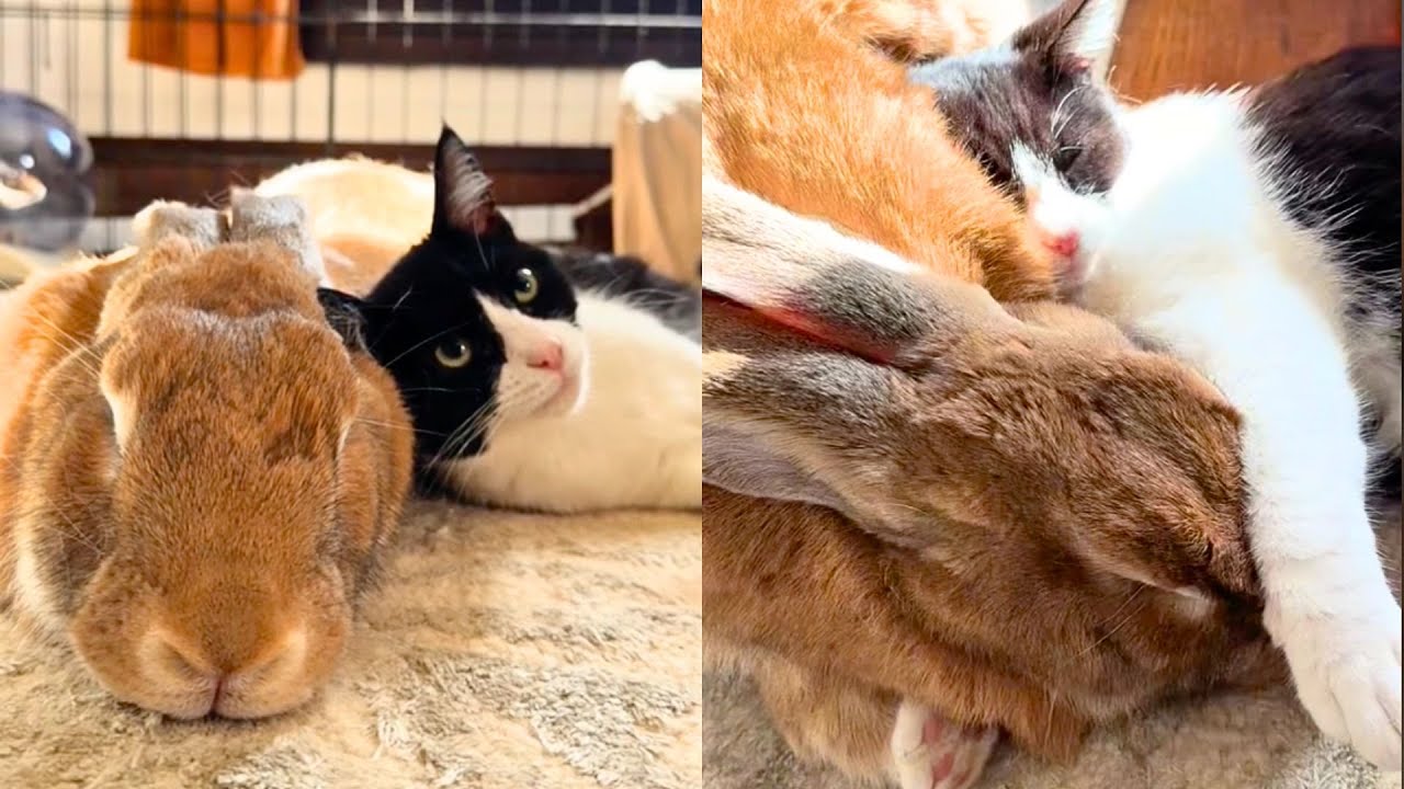 Stray Kitten Falls In Love With Giant Bunny. Now They’re Cuddle Buddies ❤️