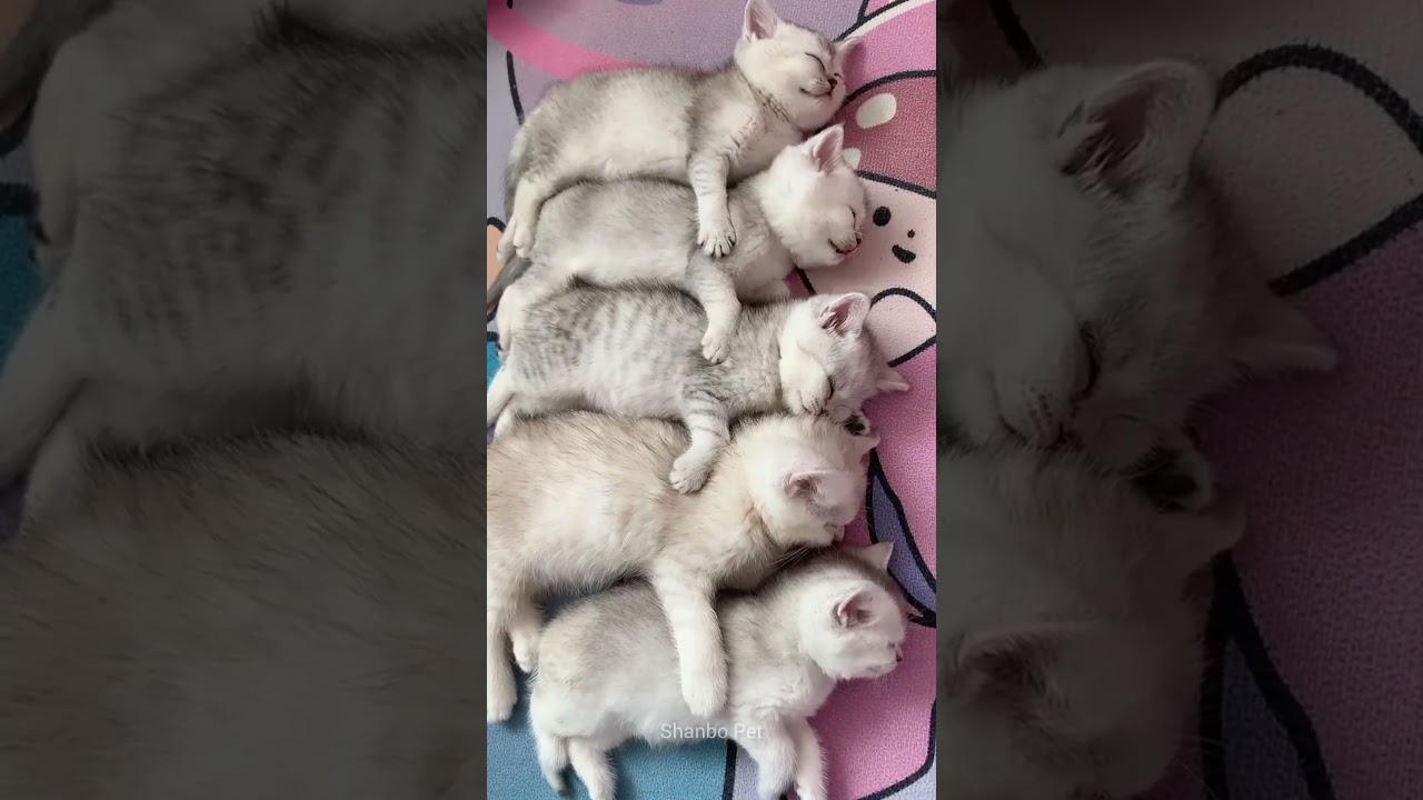 Lovely Kittens Sleeping ❤️ #shorts #cats #kitten