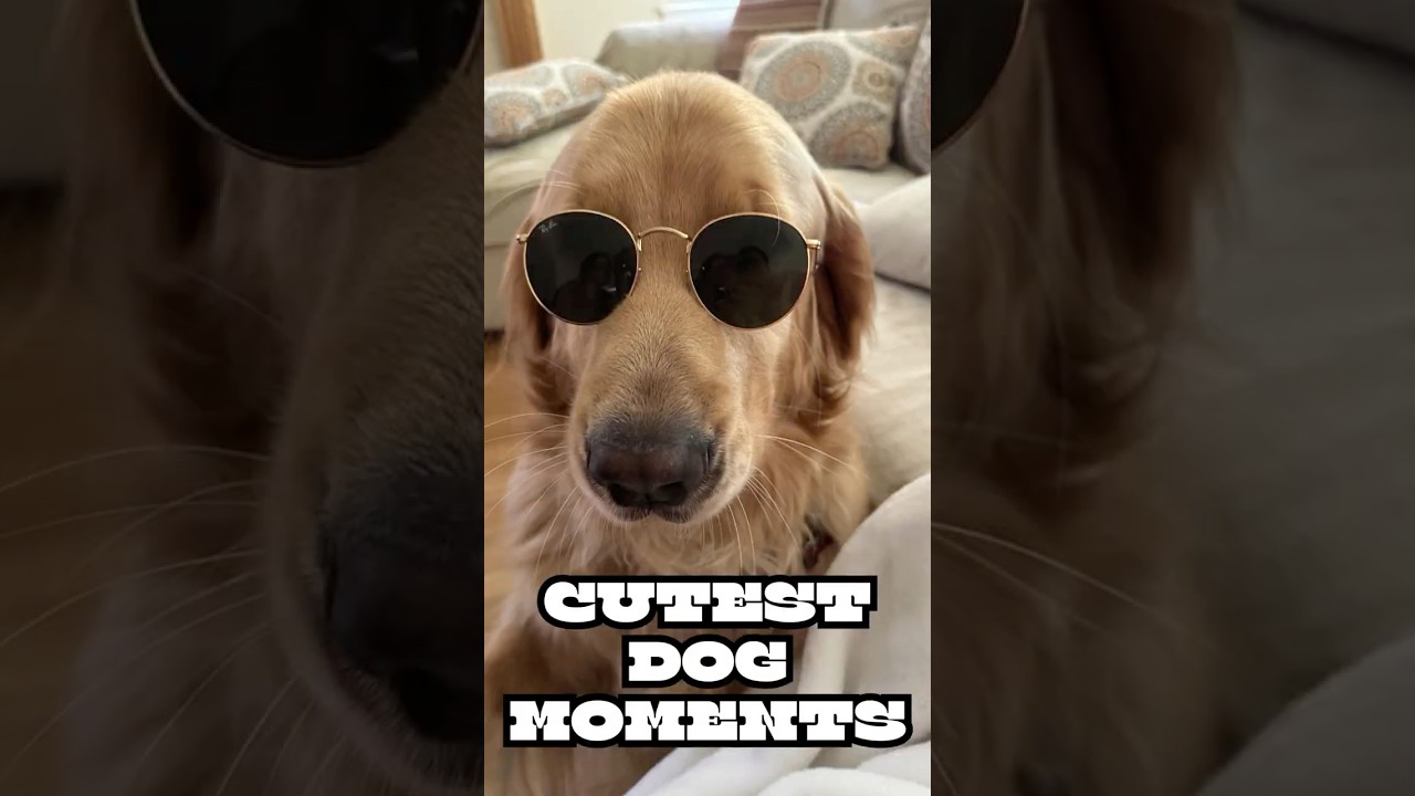 Cutest Dog Moments Part 2 #dogs #pets #funnyanimals