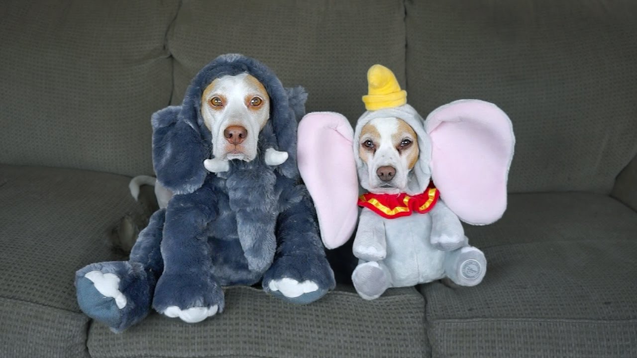 17 Dog Costumes for Halloween: Funny Dogs Maymo & Penny