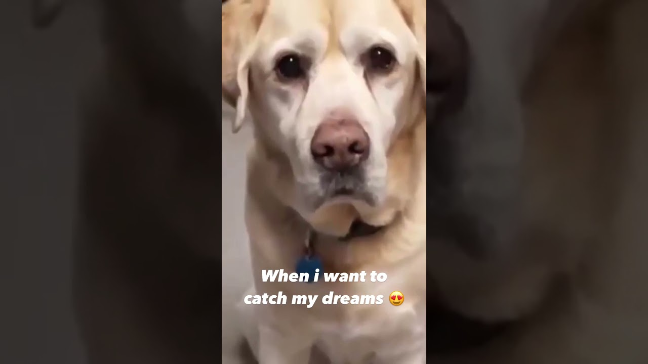 Funny dog video. A cute dog fails to catch a treat.