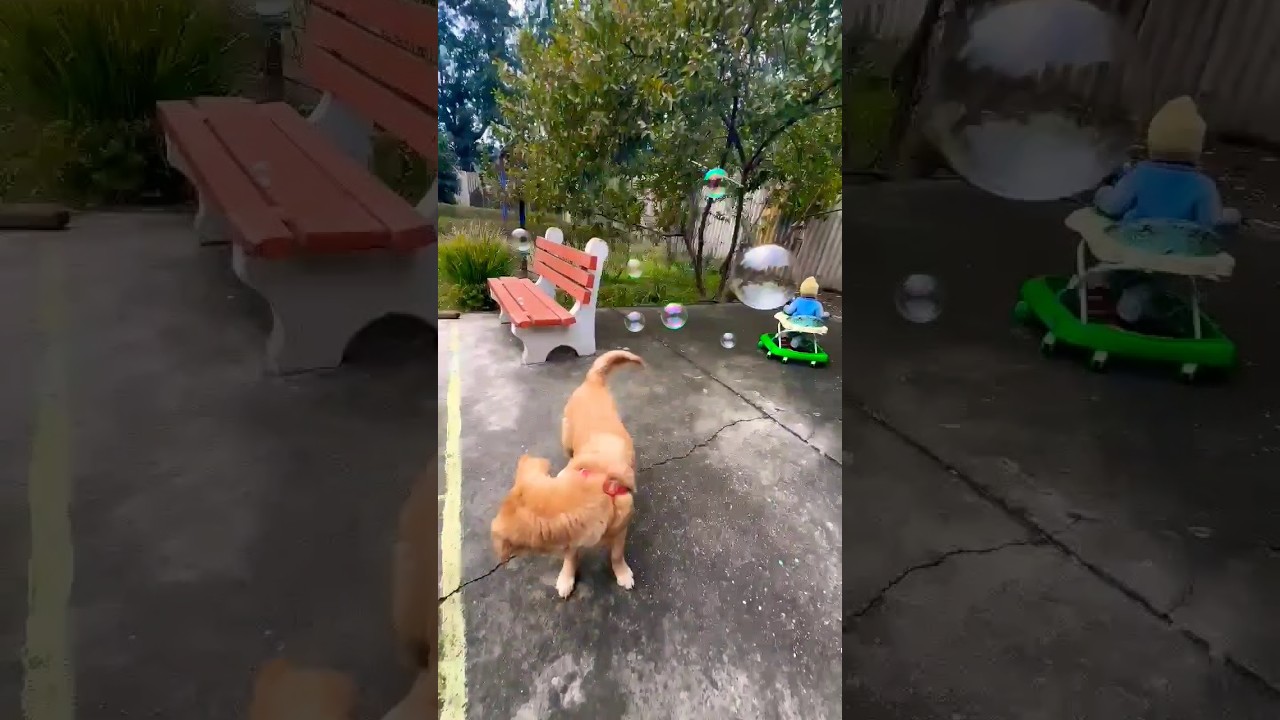 Bubbles so many bubbles #goldenretriever trying to catch bubbles #trending #cutedog #cutepuppy #dog