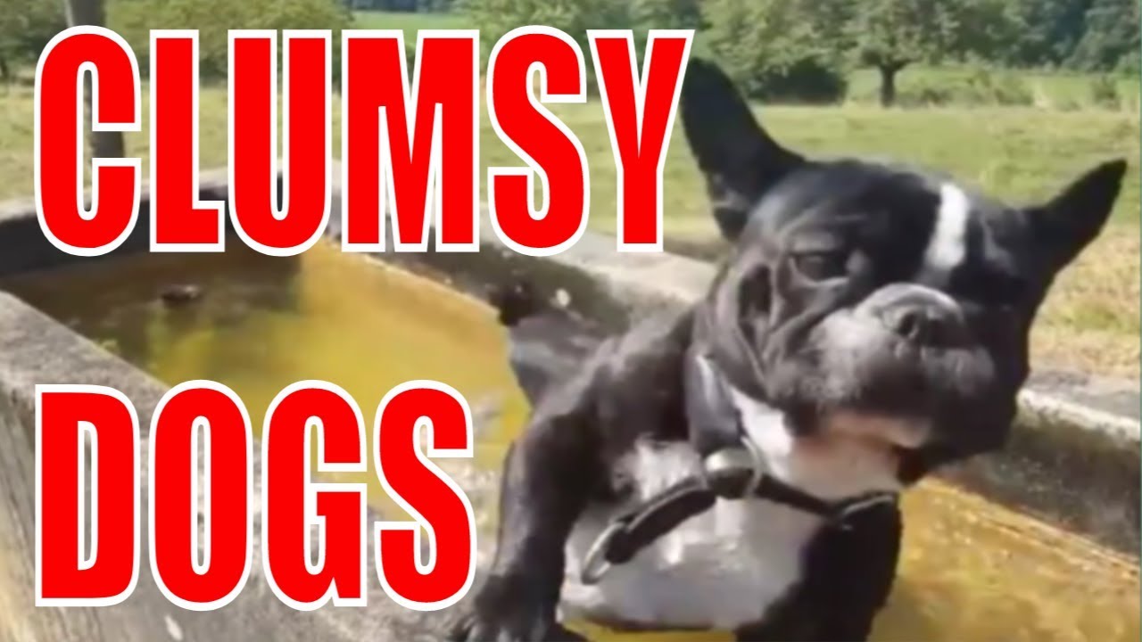 Funny Failures Clumsy Dogs