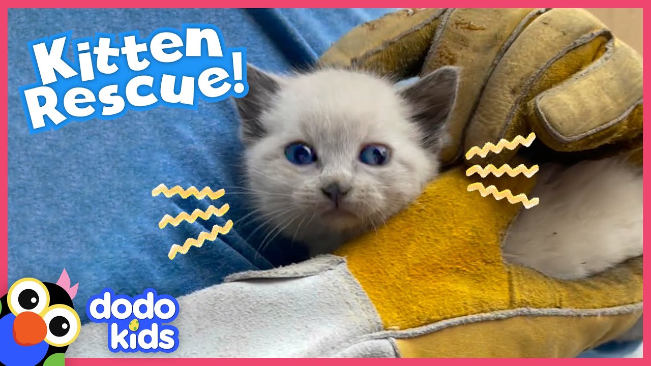 Tiny Kitten Rescued From Roof Loves Snoozing On Shoulders | Rescued! | Dodo Kids