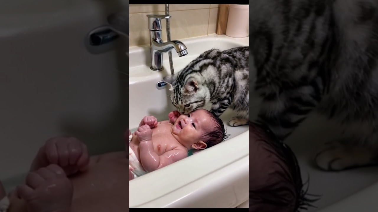 Cat bathes baby