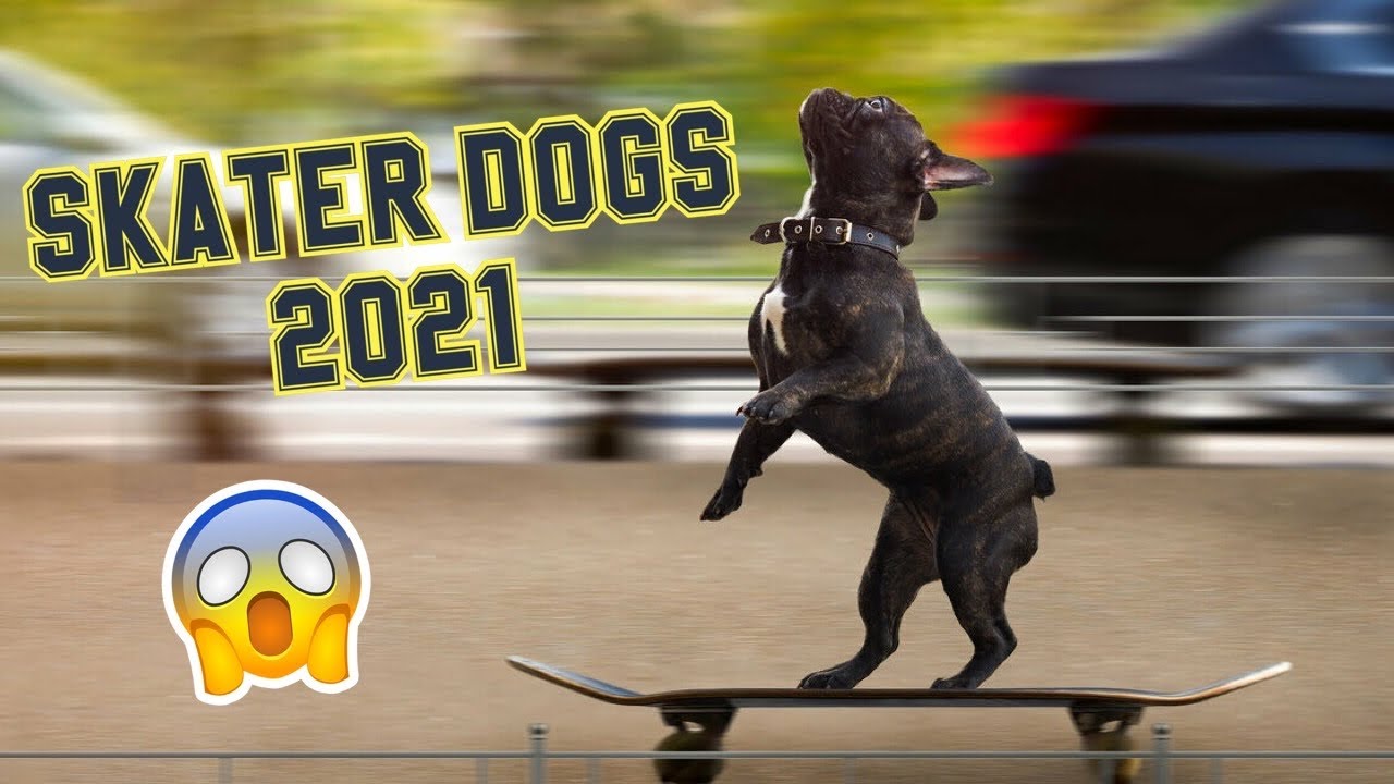 Dogs Skateboarding 🐶🛹 Awesome Dogs On Skateboards 2021 (Must Watch) [So Funny]