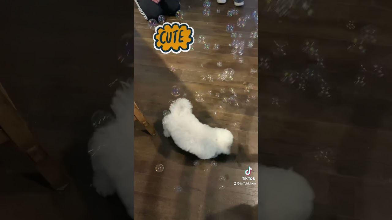 Bichon puppy trying to catch bubbles #dog