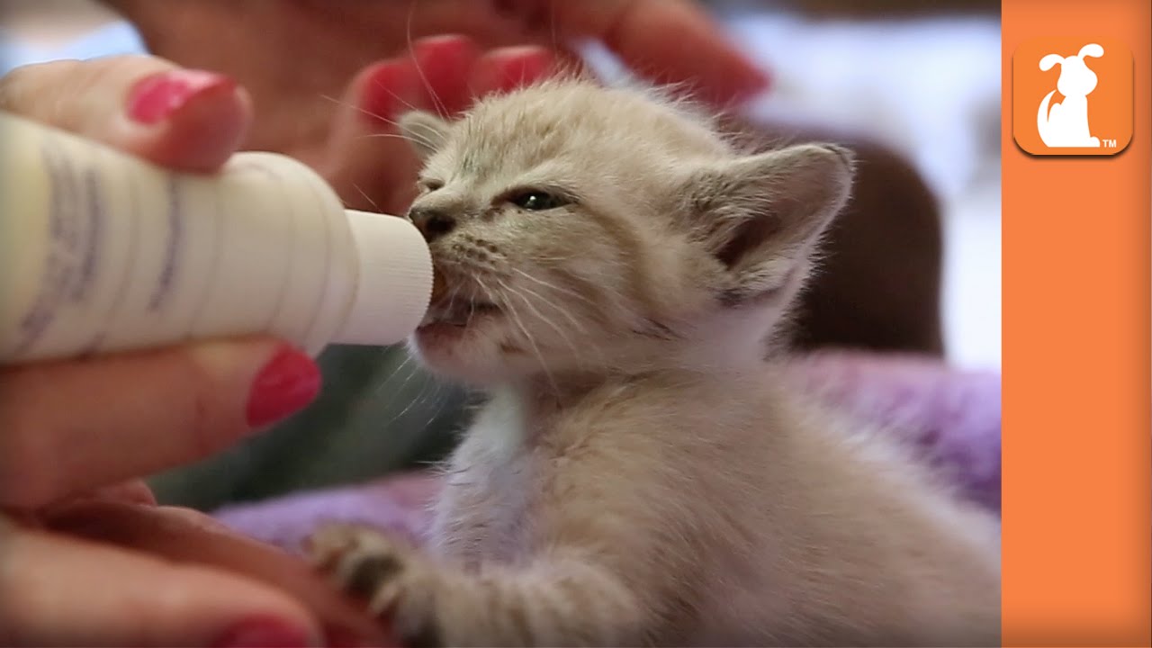 Bottle Baby Kittens (Cute Compilation) – Kitten Love