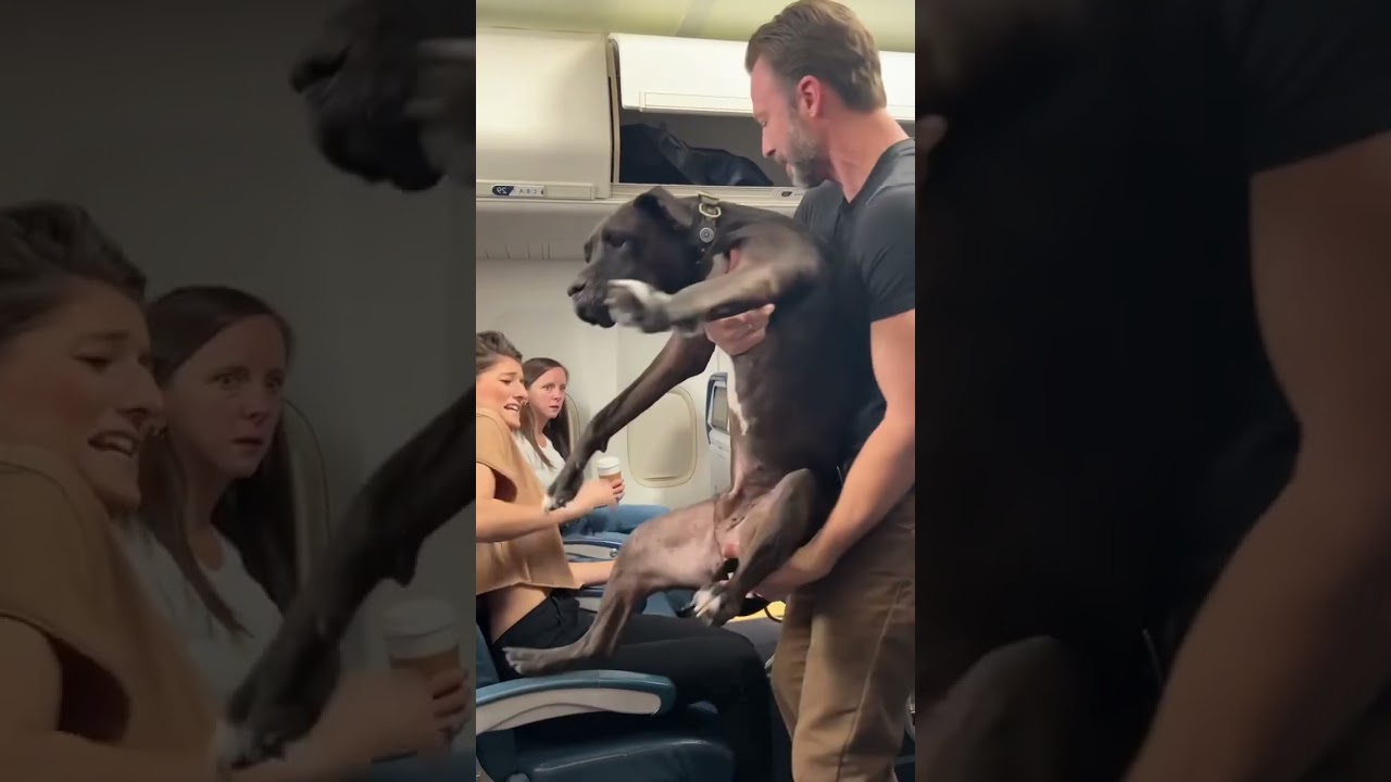 Rude Passenger Brings Dog On The Plane #dogs #shorts #funny #airplane