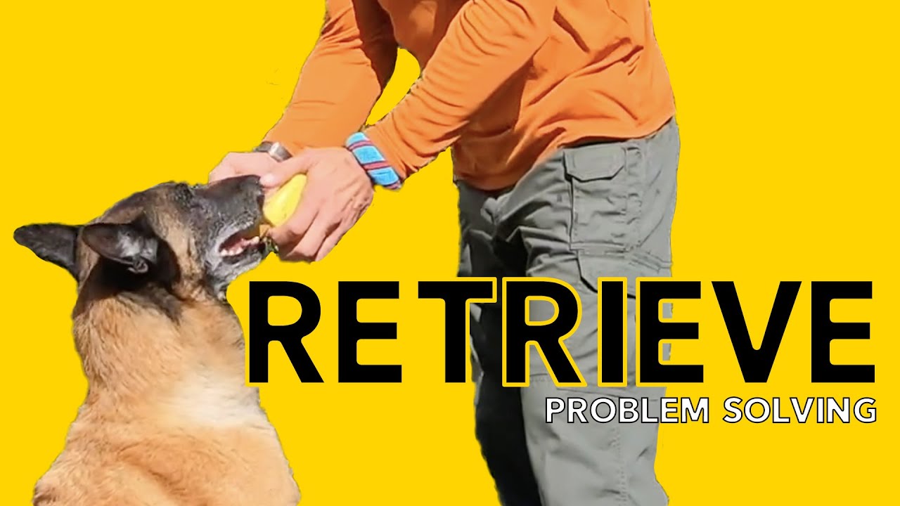 Fixing Problems Teaching Your DOG Retrieve FETCH – Robert Cabral Dog Training Video