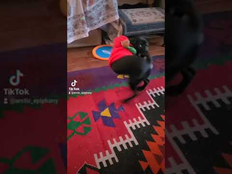 Puppy chasing his tail