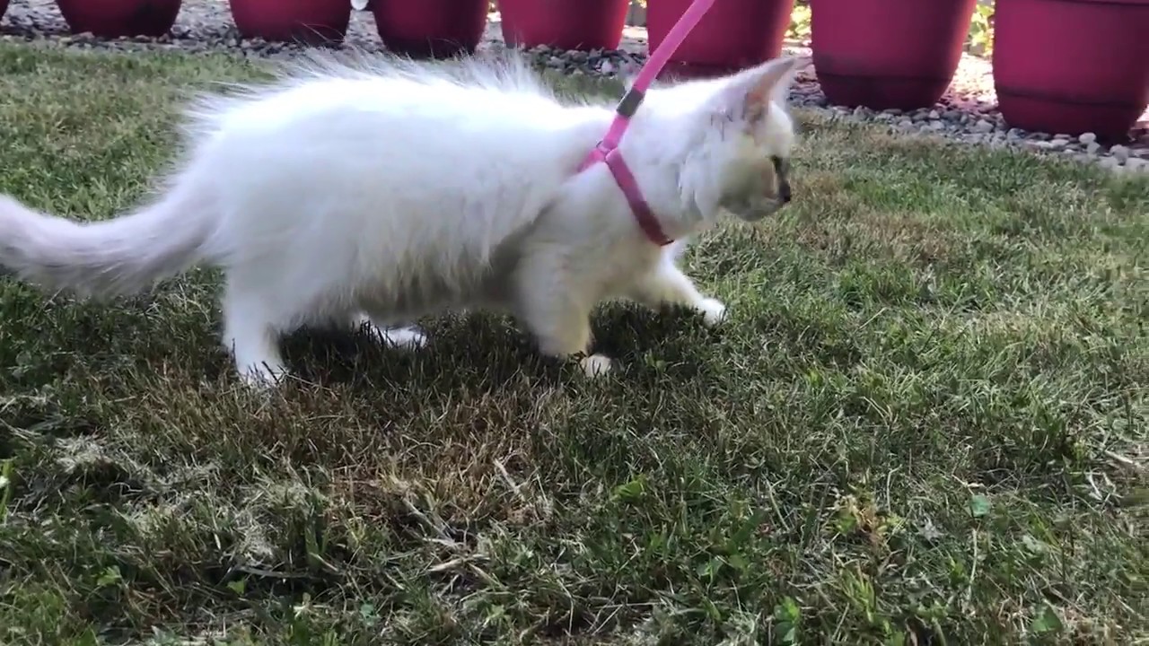 Ragdoll kitten – first walk outside – exploring outdoors with Snowflake