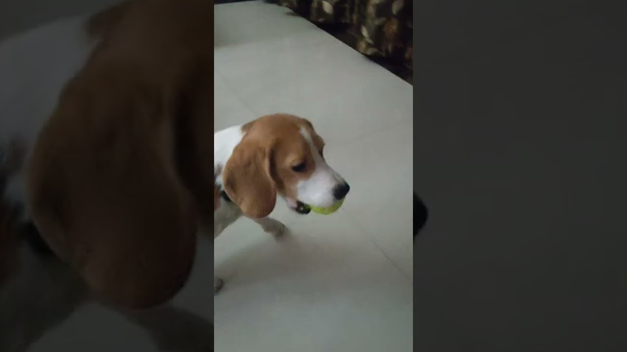 Beagle Puppy learning to fetch • Beagle Puppy Playing • Puppy Playing • Milo The Beagle