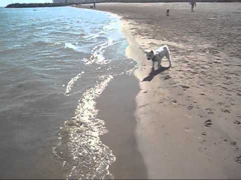 16 week old American Eskimo Puppy’s First Time at the Beach