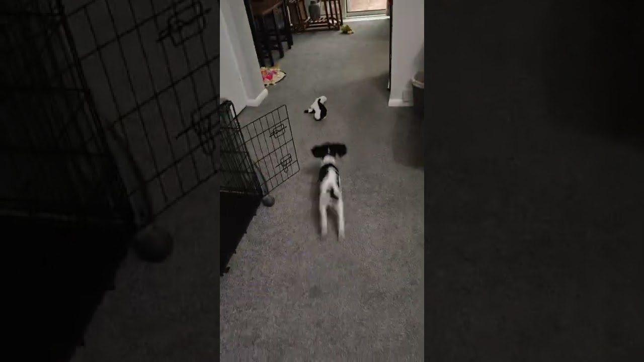 Sprocker puppy learning ‘fetch’ #puppy #spaniel #puppytraining 🐕