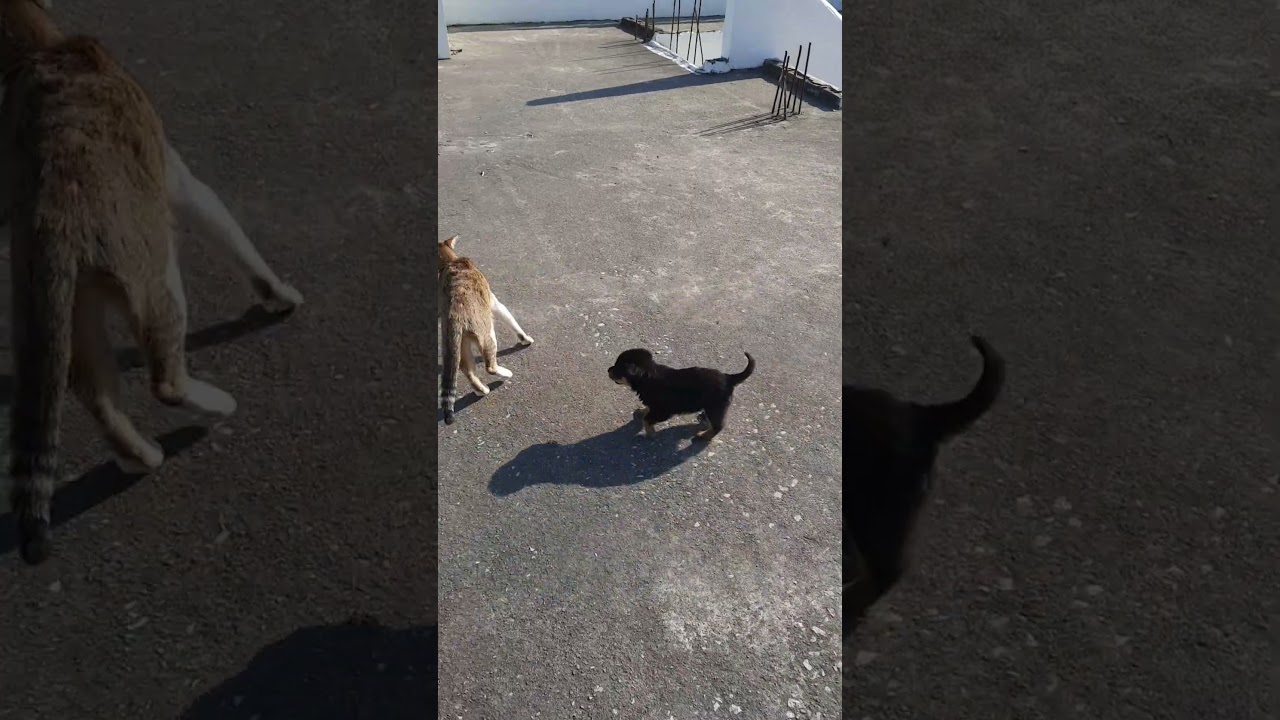 cute puppy chasing cat🤔😍 #shorts #short