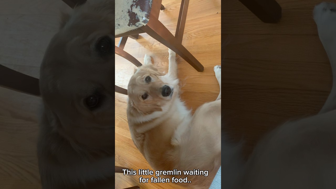 I think she only wants my food 😔☹️ #goldendog #puppy #funny #adorabledog #ilovemygolden