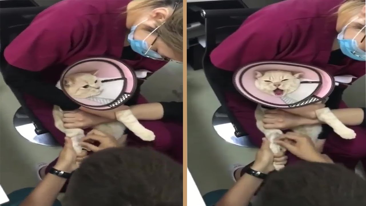 Dramatic Cat Scream at Vet