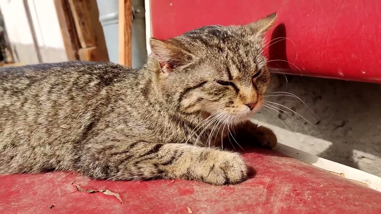 Real Grumpy Cat in Action Compilation Video