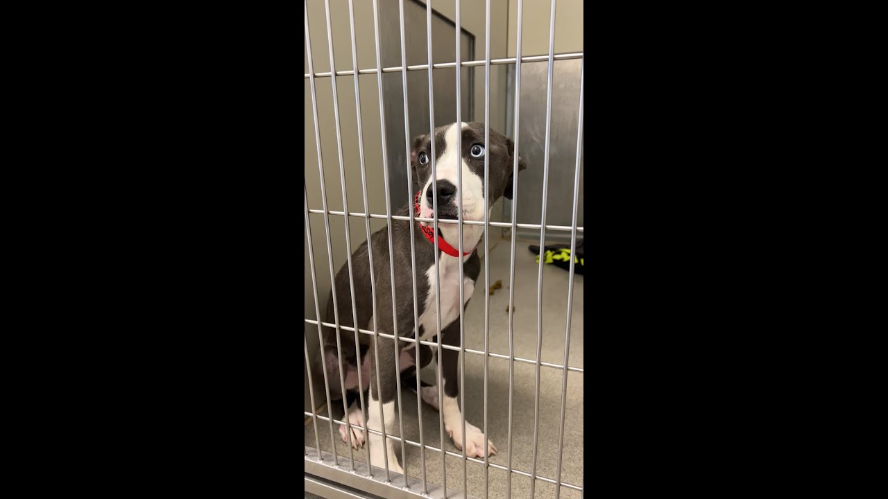 Puppy goes from scared to confident after receiving love 🥰