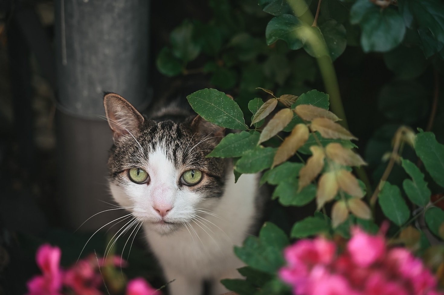 The Art of Pet Photography at Claws Or Paws