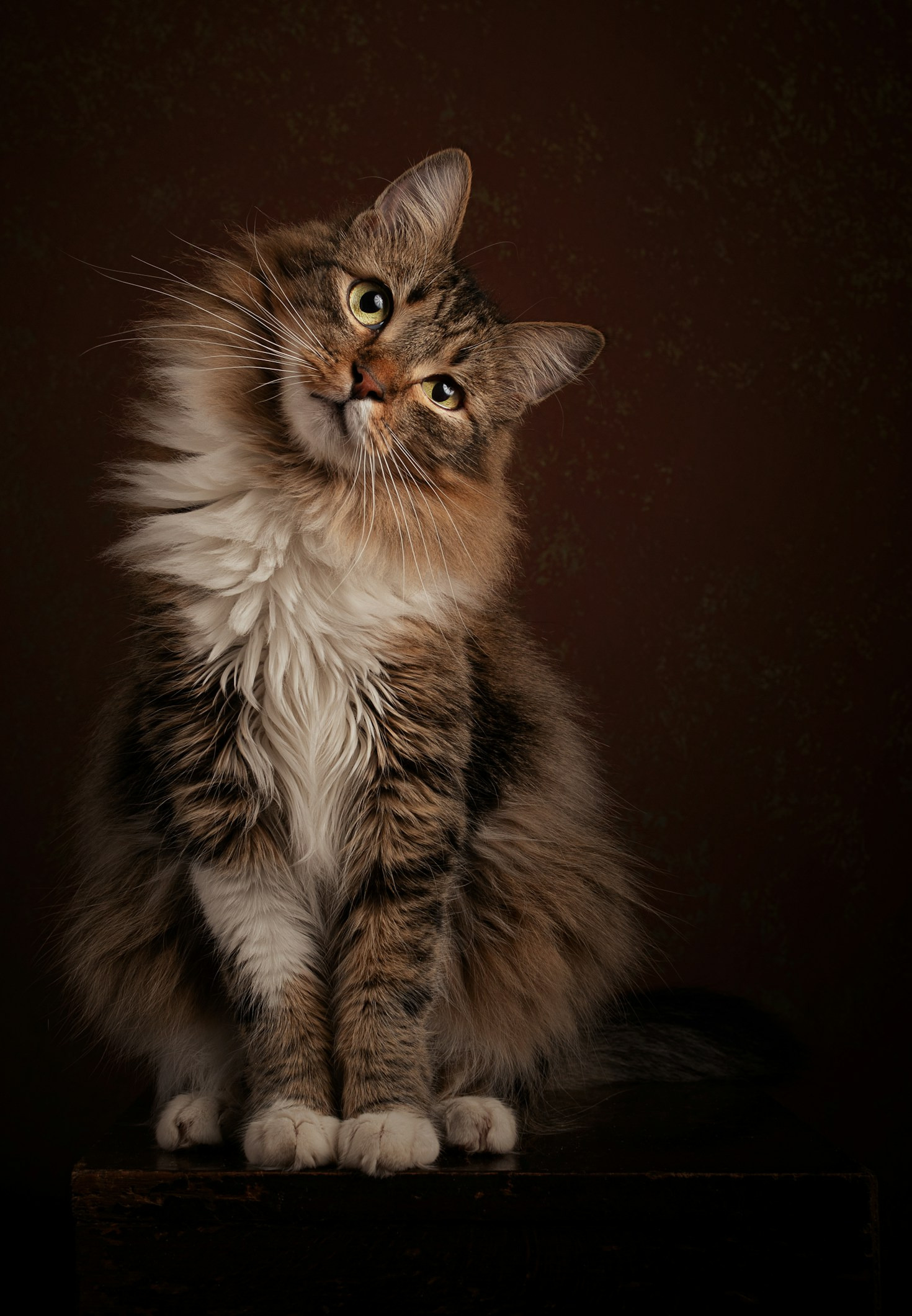 Behind the Scenes: Pet Glow Studio’s Process